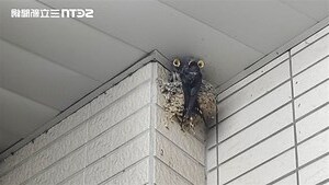 鳥築巢 風水